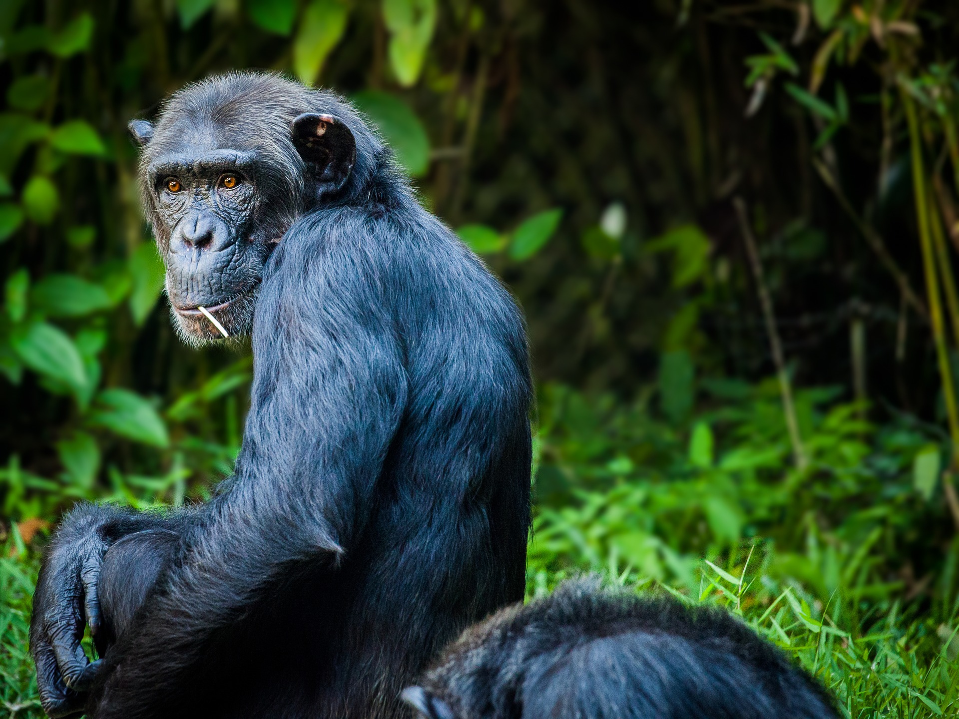 Šimpanz - zástupce pralesní fauny