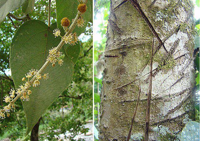 Strom Croton lechleri - zdroj dračí krve